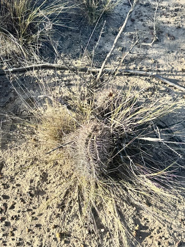 Austrocactus patagonicus (Tuna) — photo