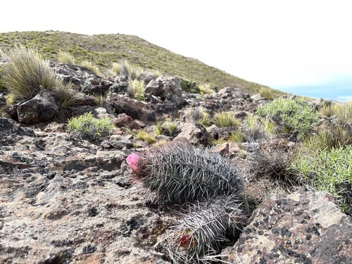 Austrocactus patagonicus