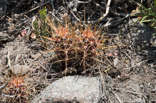 Austrocactus spiniflorus (Cholla cactus) — photo