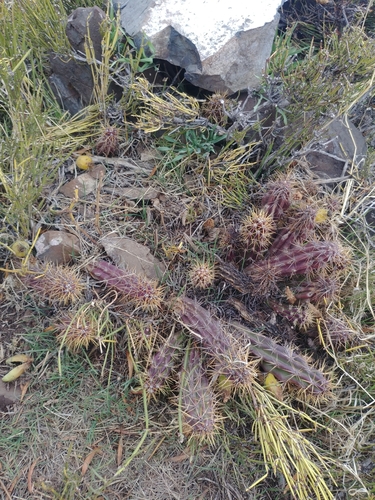 Austrocactus spiniflorus (Cholla cactus) — photo