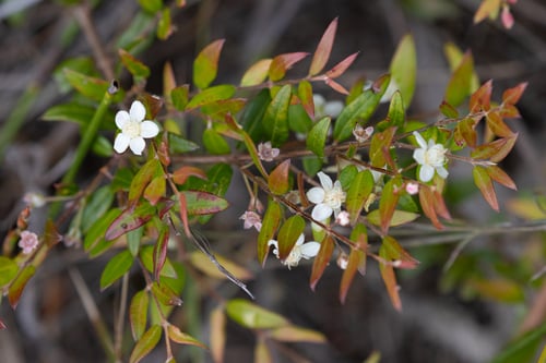 Austromyrtus dulcis (Midjin) — photo