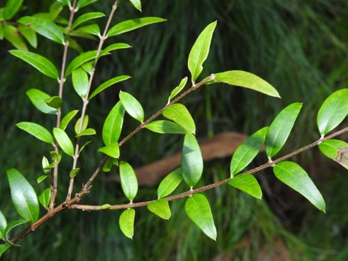 Austromyrtus dulcis x tenuifolia (Hybrid midyim) — photo