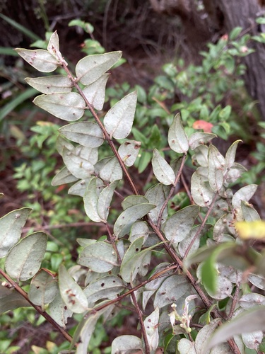 Austromyrtus dulcis (Midjin) — photo