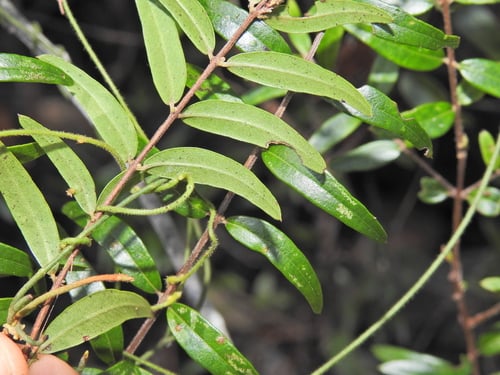 Austromyrtus glabra