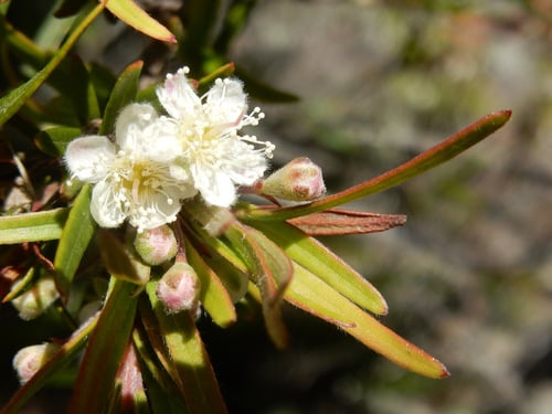Austromyrtus tenuifolia (Narrow leafed myrtle) — photo