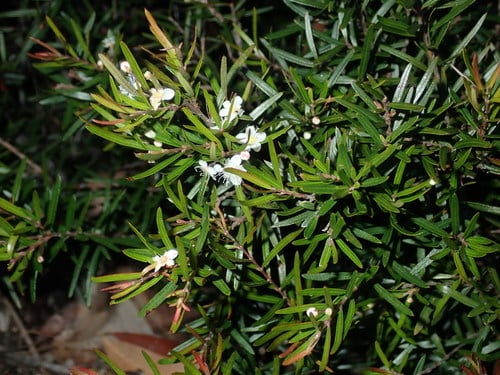 Austromyrtus tenuifolia (Narrow leafed myrtle) — photo