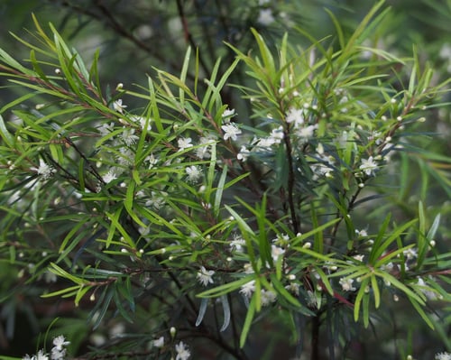 Austromyrtus tenuifolia