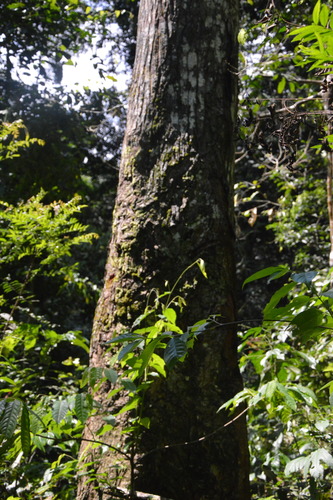 Autranella congolensis (Ntiore) — photo
