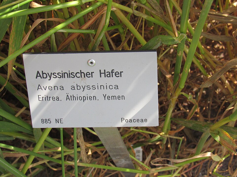 Avena abyssinica