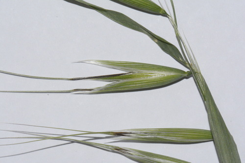 Avena barbata (Bearded Oats) — photo