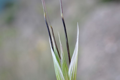 Avena barbata (Bearded Oats) — photo