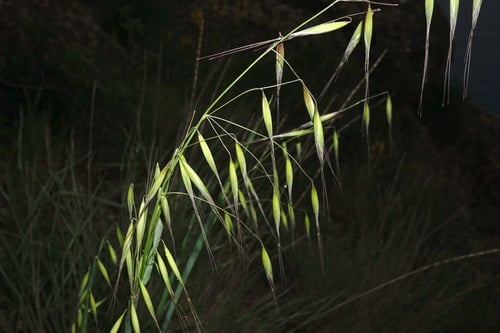 Avena barbata