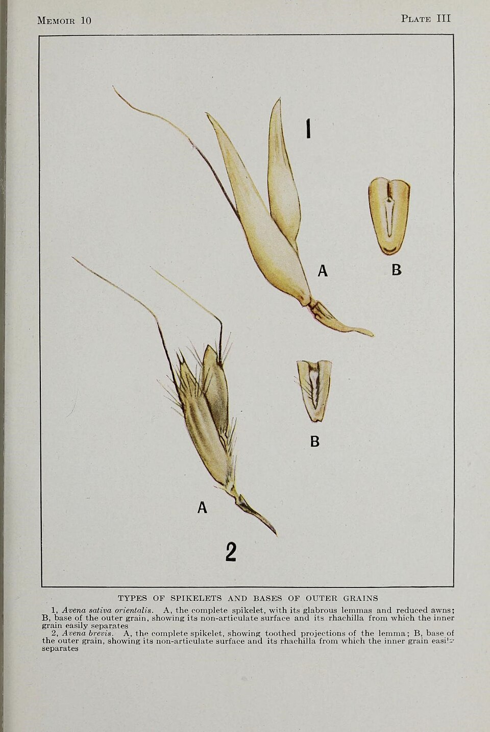 Avena brevis (Short oat) — photo