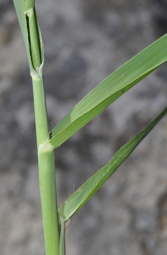 Avena byzantina (Red oat) — photo