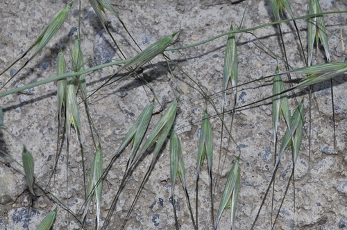 Avena byzantina (Red oat) — photo