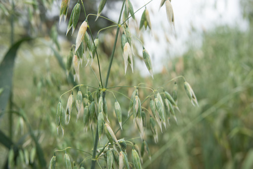 Avena byzantina