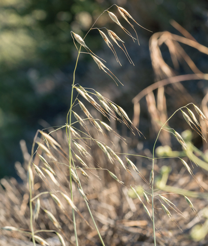 Avena fatua (Wild oats) — photo
