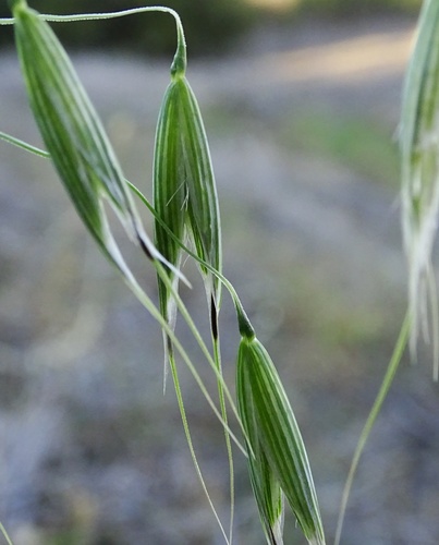 Avena fatua (Wild oats) — photo