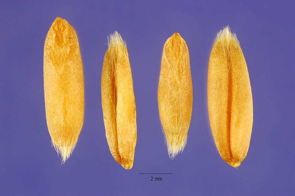 Avena nuda (Hull-less oat) — photo