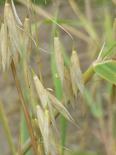 Avena nuda (Hull-less oat) — photo