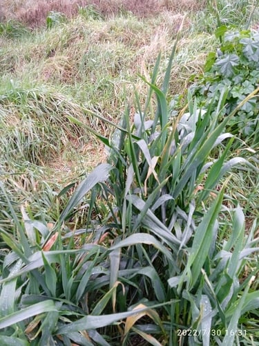 Avena orientalis (Hungarian oat) — photo