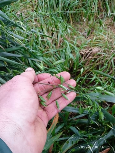 Avena orientalis (Hungarian oat) — photo