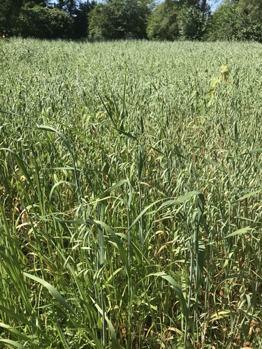 Avena sativa (Oats) — photo