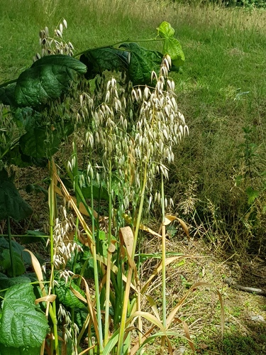 Avena sativa (Oats) — photo