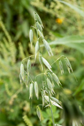 Avena sativa