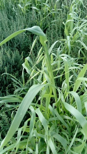 Avena sterilis (Sterile oats) — photo
