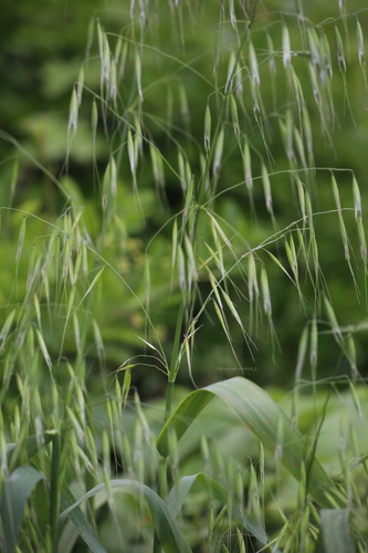 Avena sterilis (Sterile oats) — photo