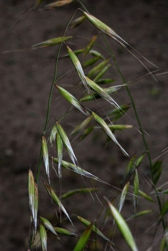Avena strigosa (Bristle oats) — photo