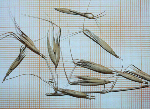 Avena strigosa (Bristle oats) — photo