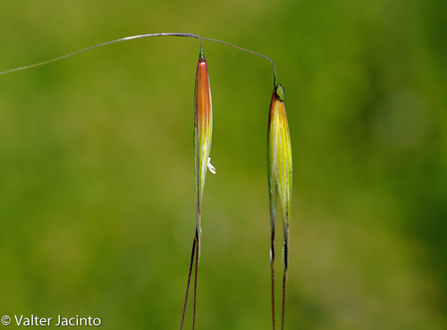 Avena strigosa