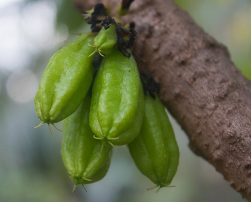 Averrhoa bilimbi (Bilimbi) — photo