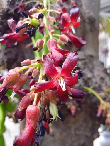 Averrhoa bilimbi (Bilimbi) — photo