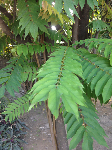 Oxalidaceae