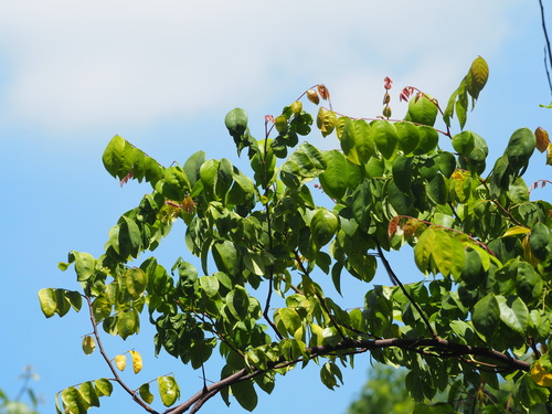 Averrhoa carambola (Carambola) — photo
