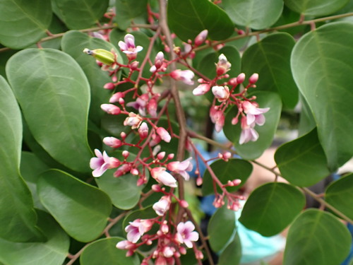 Averrhoa carambola (Carambola) — photo