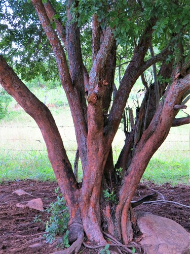 Averrhoidium gardnerianum (Tinguiba) — photo
