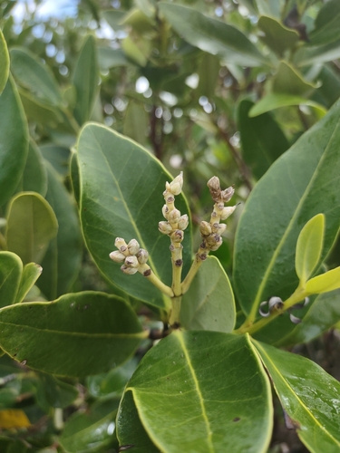 Avicennia africana (Mangle boton) — photo