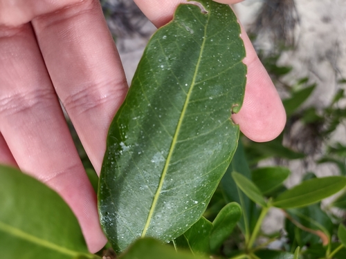 Avicennia africana (Mangle boton) — photo