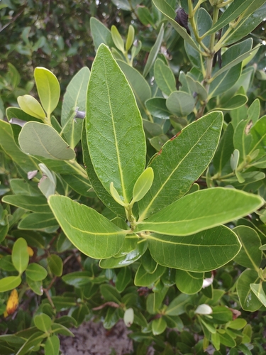 Avicennia africana