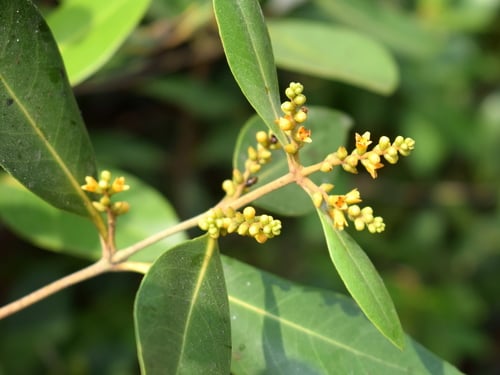 Avicennia alba (White mangrove) — photo