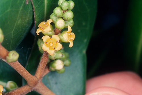 Avicennia alba (White mangrove) — photo