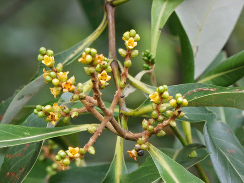 Avicennia alba