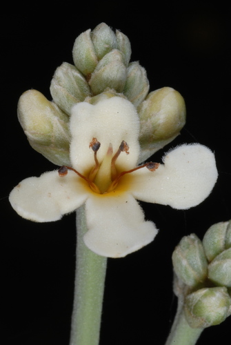 Avicennia germinans (Black mangrove) — photo