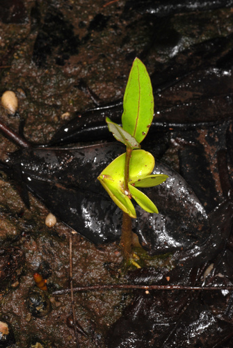 Avicennia germinans (Black mangrove) — photo
