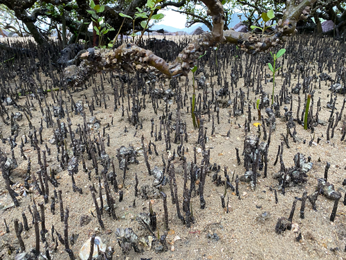 Avicennia marina (White mangrove) — photo