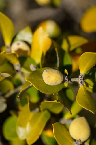 Avicennia marina (White mangrove) — photo